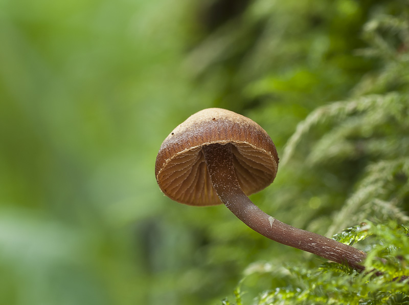 Galerina triscopa